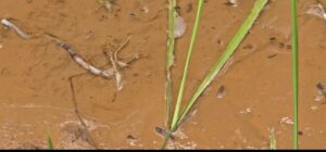 *कोण्डागांव के कोकोड़ी गांव में एथेनॉल प्लांट बना किसानों के लिए संकट, दूषित जल से फसलें बर्बाद – मंत्री का बयान बना विवाद का कारण*